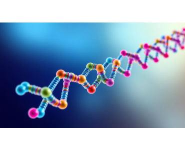 How Peptides Work: A Comprehensive Guide
