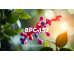 BPC-157 digital DNA strand, symbolizing its role in cellular repair, gene expression, and regenerative healing